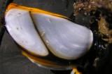 Goose barnacle